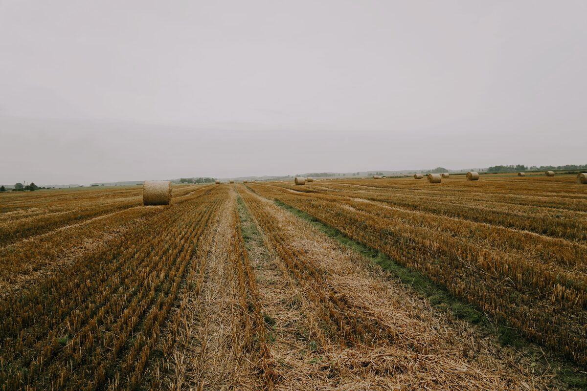 IMG500__3_.jpg